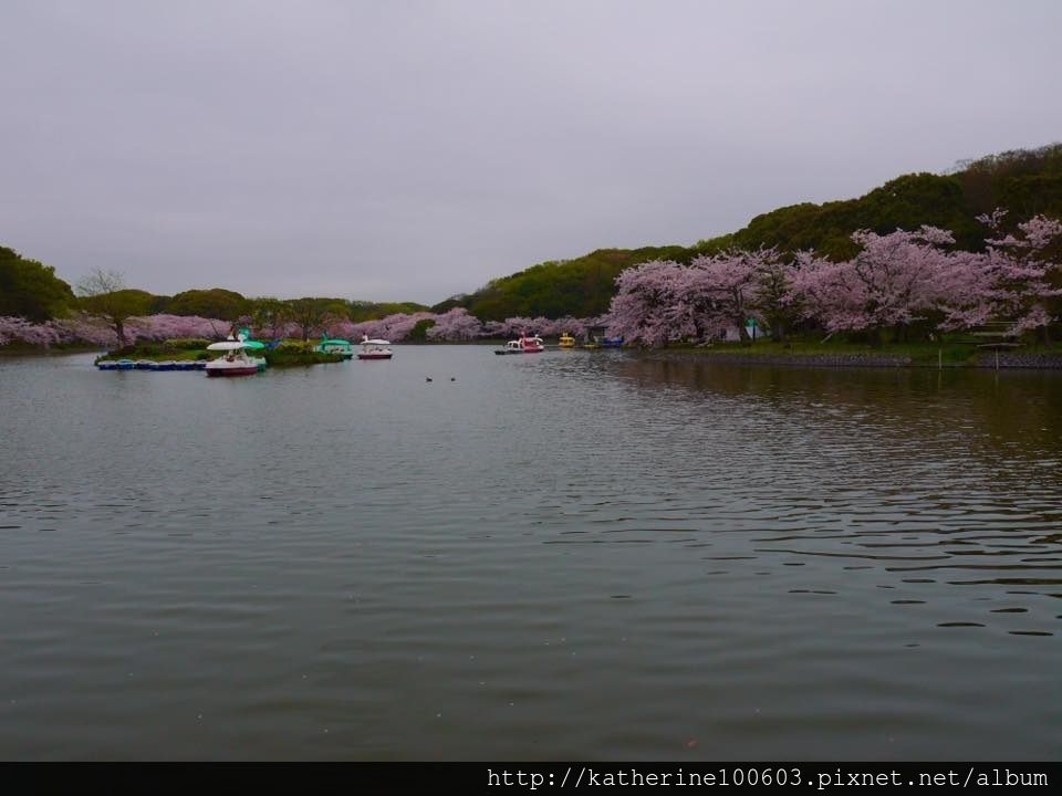 20150406 PM1457明石城明石公園櫻花滿開3.jpg