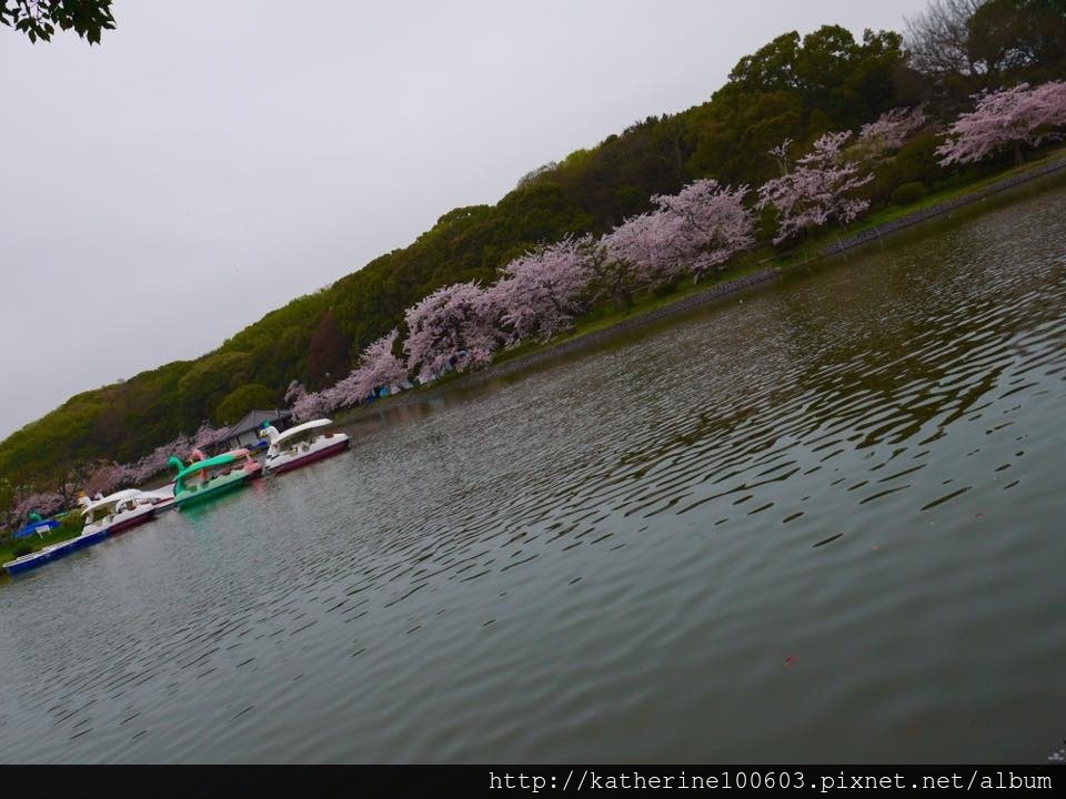 20150406 PM1457明石城明石公園櫻花滿開6.jpg