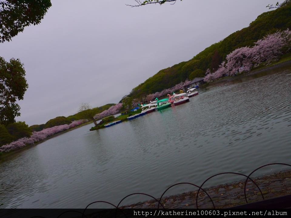 20150406 PM1457明石城明石公園櫻花滿開5.jpg