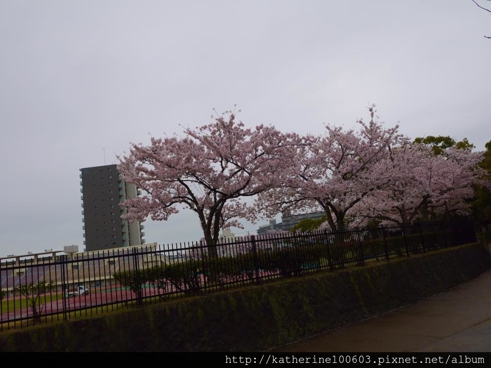 20150406 PM1457明石城明石公園櫻花滿開11.jpg