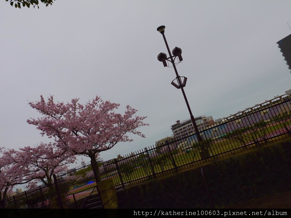 20150406 PM1457明石城明石公園櫻花滿開12.jpg