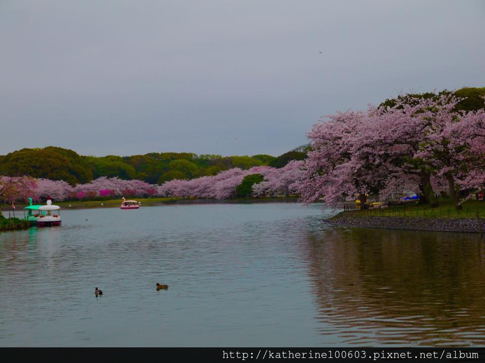 20150406 PM1457明石城明石公園櫻花滿開18.jpg