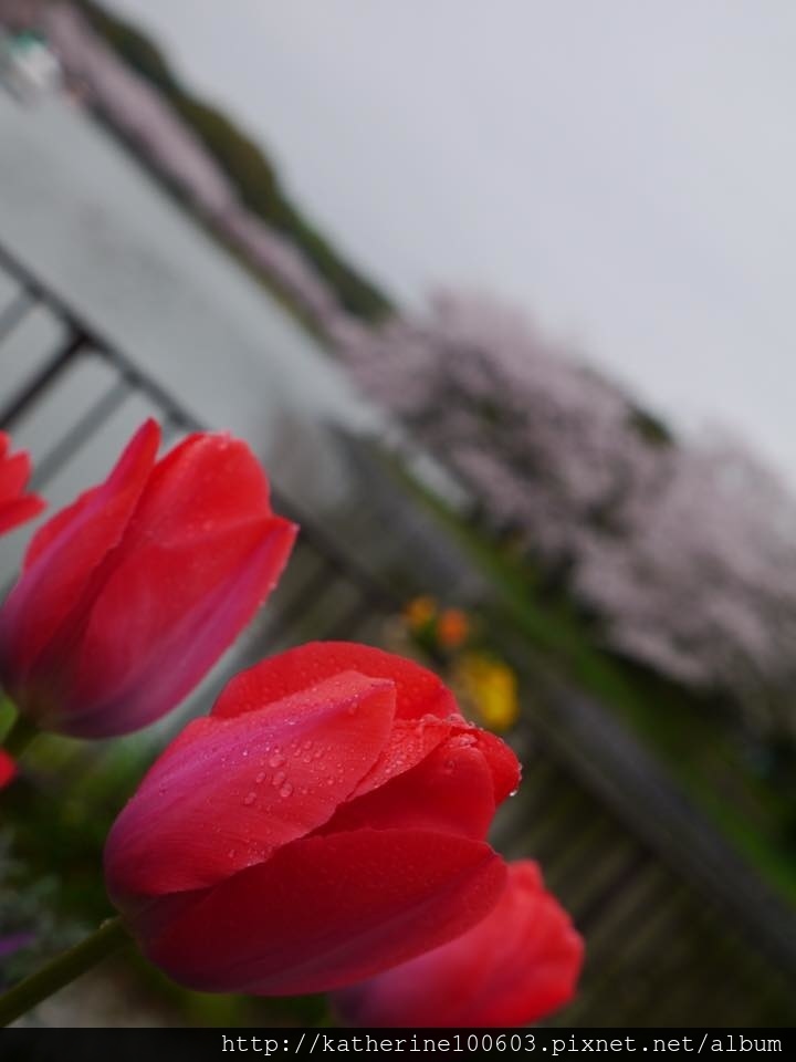 20150406 PM1457明石城明石公園櫻花滿開22.jpg