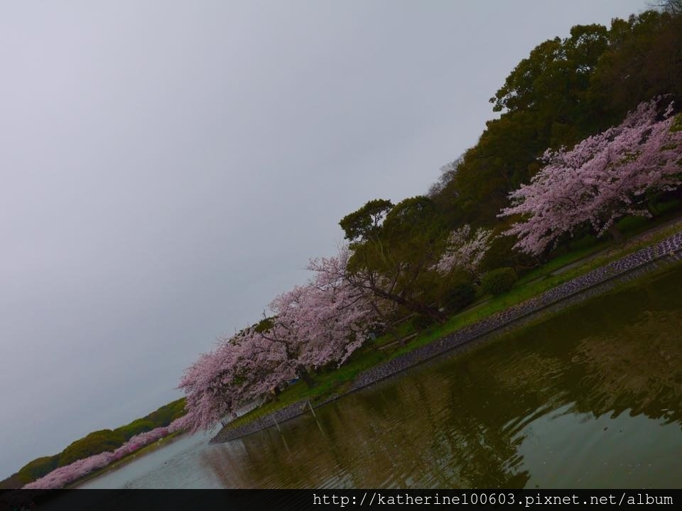 20150406 PM1457明石城明石公園櫻花滿開24.jpg