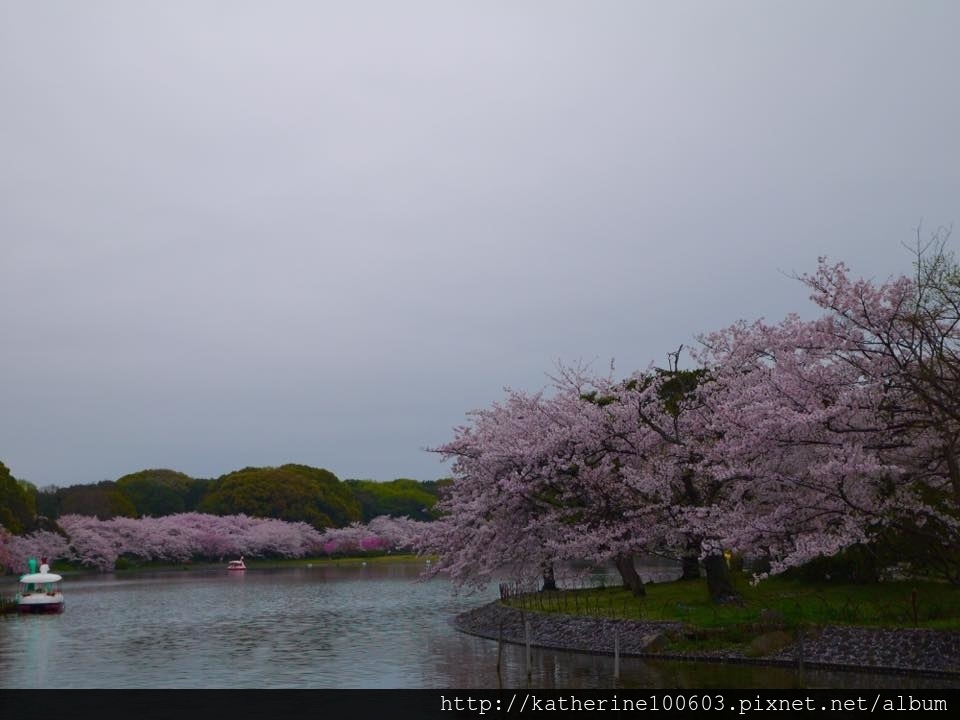 20150406 PM1457明石城明石公園櫻花滿開27.jpg