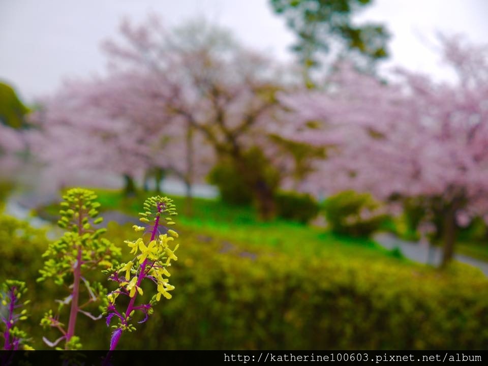 20150406 PM1457明石城明石公園櫻花滿開31.jpg