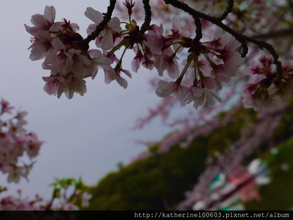 20150406 PM1457明石城明石公園櫻花滿開36.jpg