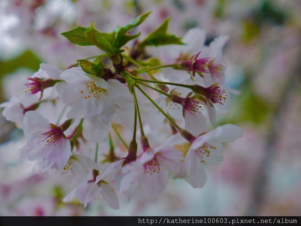 20150406 PM1457明石城明石公園櫻花滿開51.jpg