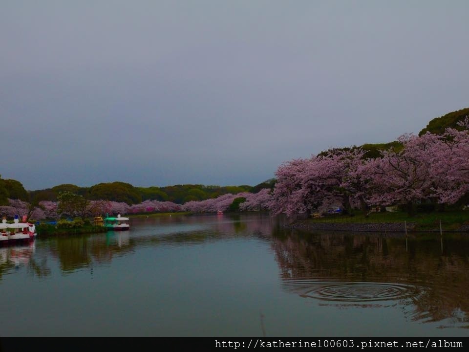 20150406 PM1457明石城明石公園櫻花滿開53.jpg