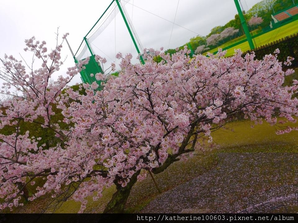 20150406 PM1457明石城明石公園櫻花滿開54.jpg