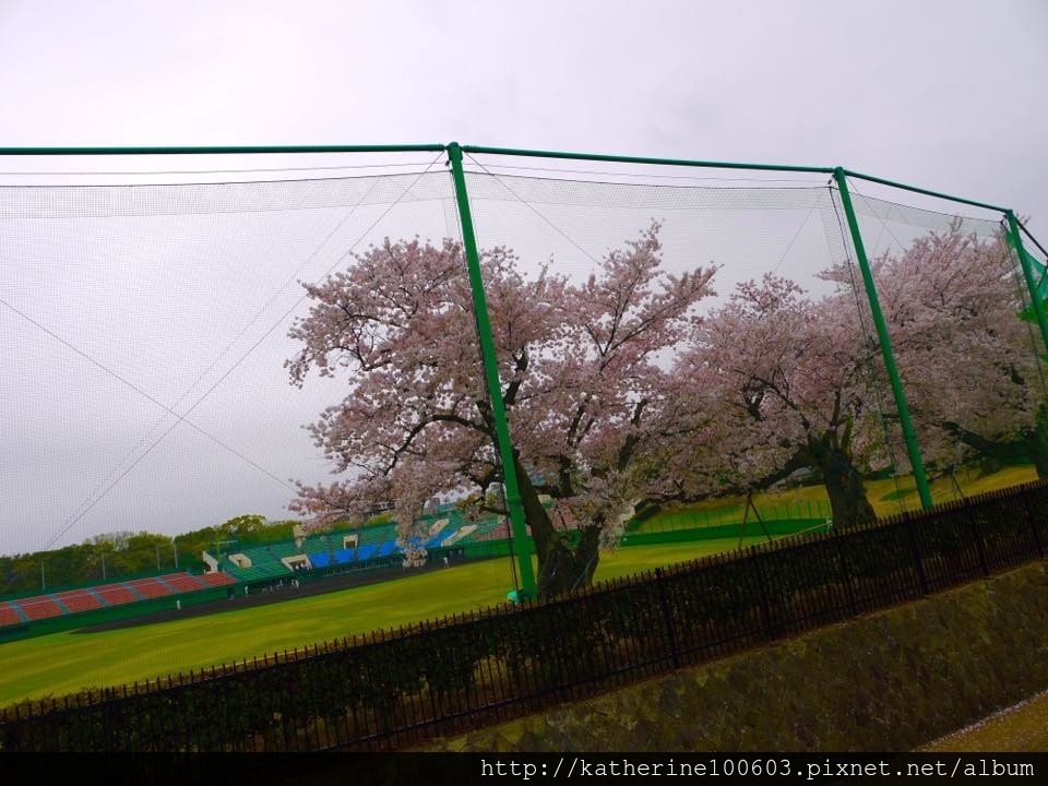 20150406 PM1457明石城明石公園櫻花滿開55.jpg