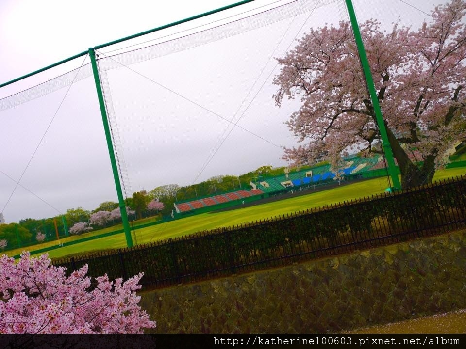 20150406 PM1457明石城明石公園櫻花滿開57.jpg