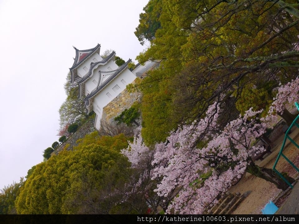 20150406 PM1457明石城明石公園櫻花滿開58.jpg