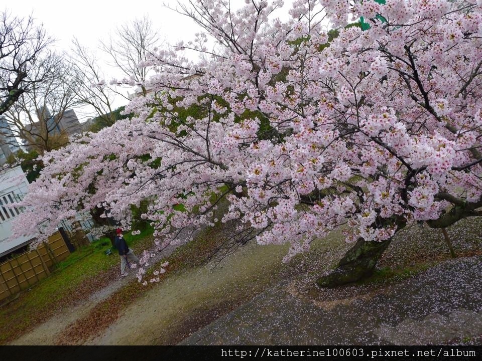 20150406 PM1457明石城明石公園櫻花滿開60.jpg