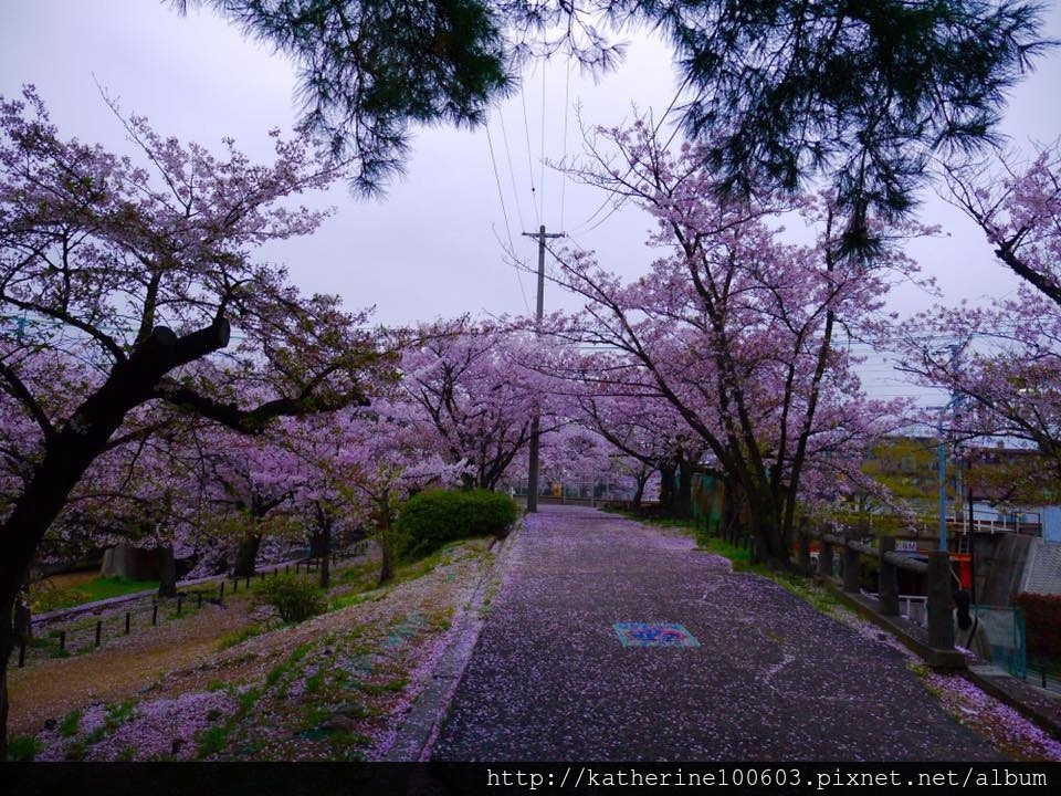 20150406 PM1726夙川河川敷綠地櫻花滿開1.jpg