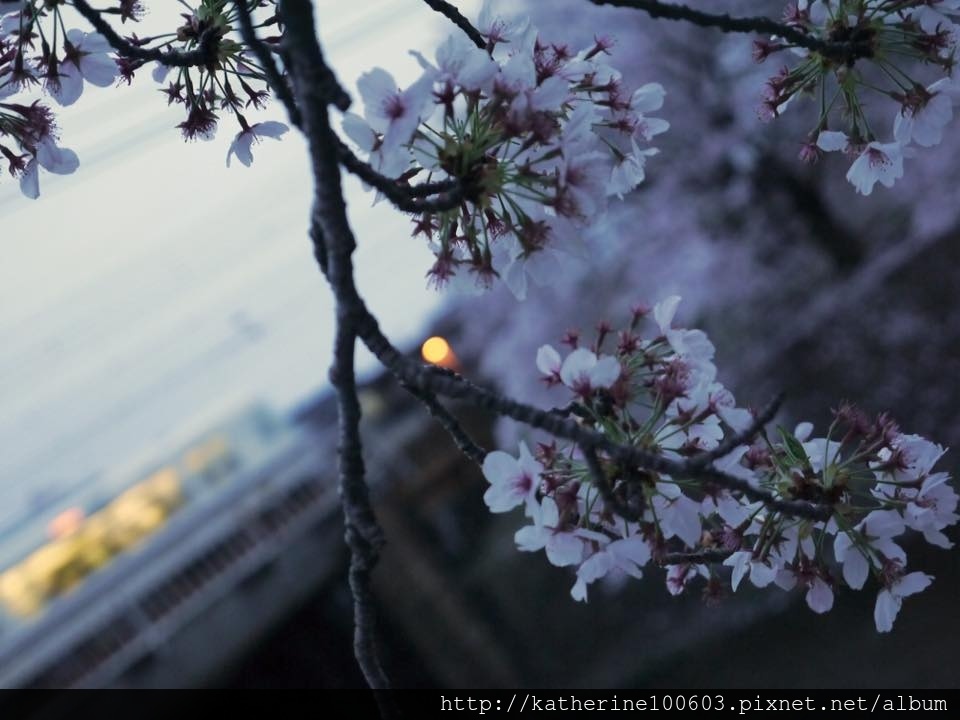 20150406 PM1726夙川河川敷綠地櫻花滿開20.jpg