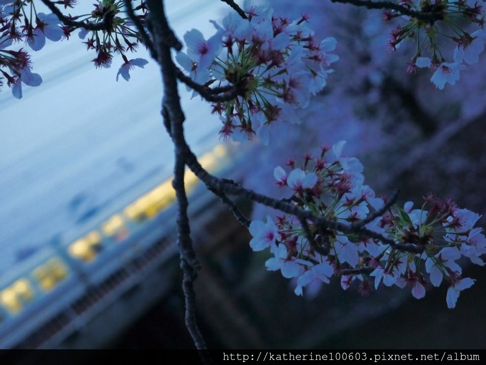 20150406 PM1726夙川河川敷綠地櫻花滿開23.jpg