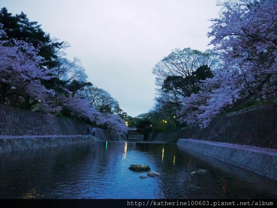 20150406 PM1726夙川河川敷綠地櫻花滿開31.jpg