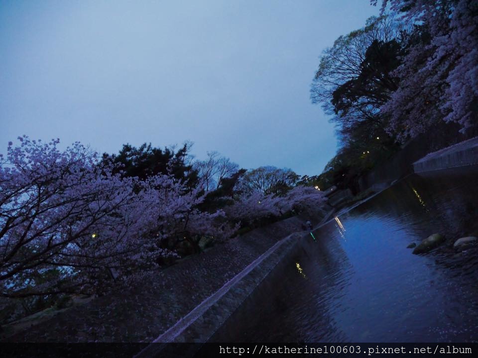 20150406 PM1726夙川河川敷綠地櫻花滿開33.jpg