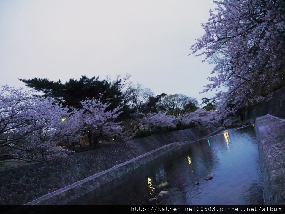 20150406 PM1726夙川河川敷綠地櫻花滿開39.jpg