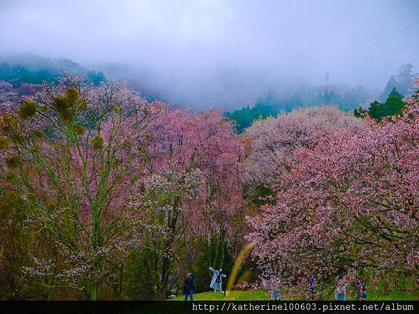 20150407 AM0730吉野山櫻花滿開9.jpg