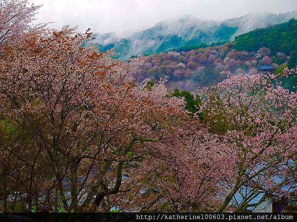 20150407 AM0730吉野山櫻花滿開55.jpg