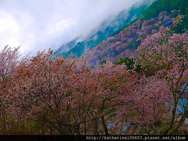 20150407 AM0730吉野山櫻花滿開56.jpg