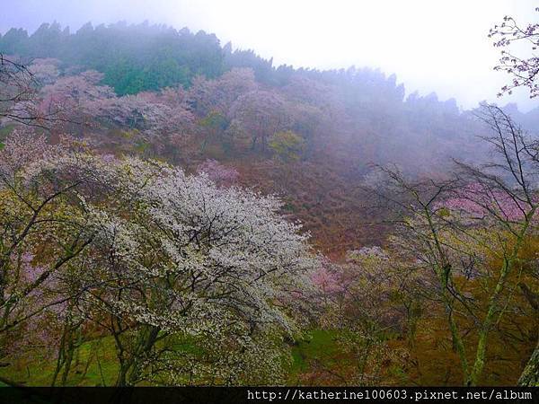 20150407 AM0730吉野山櫻花滿開128.jpg