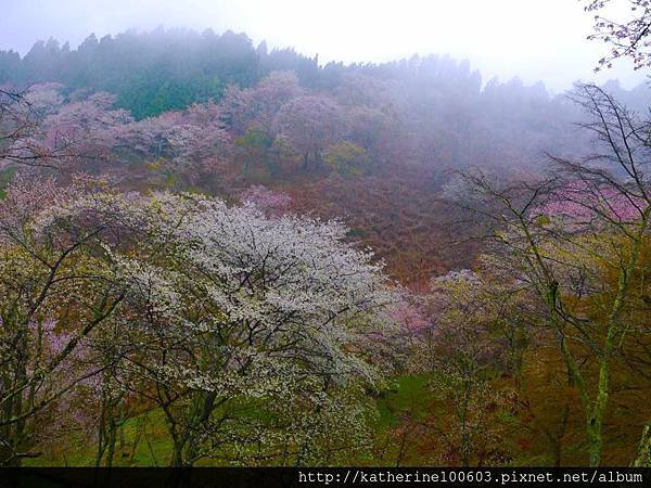 20150407 AM0730吉野山櫻花滿開129.jpg