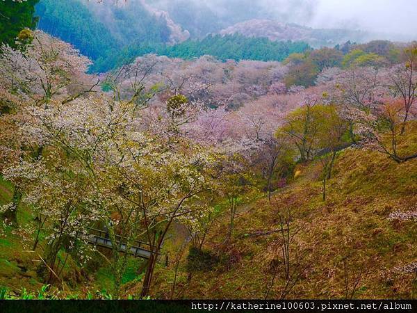 20150407 AM0730吉野山櫻花滿開188.jpg