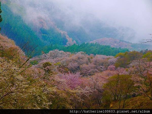 20150407 AM0730吉野山櫻花滿開191.jpg