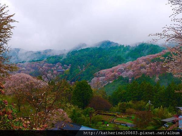 20150407 AM0730吉野山櫻花滿開209.jpg