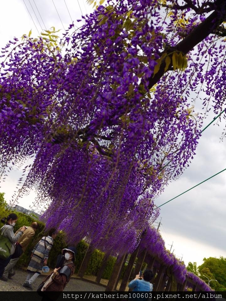 20170429PM1319京都市鳥羽水環境保全中心鳥羽の藤3.jpg