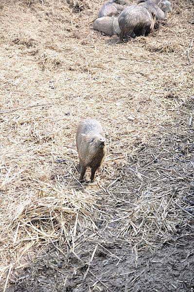 tn_DSC_0306 tn_DSC_0306