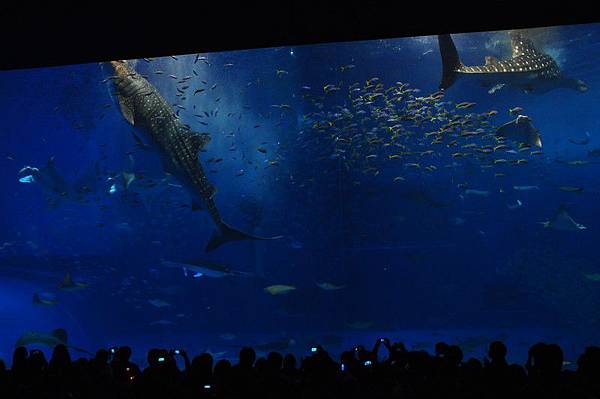 tn_DSC_0585 tn_DSC_0585