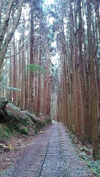 特富野古道 (11)