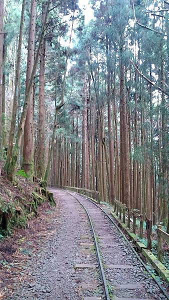 特富野古道 (14)