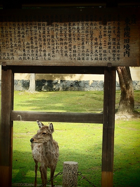 這是真的鹿!