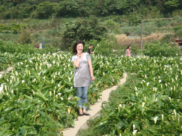 一大片海芋園