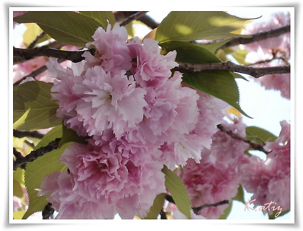 sakura-pink-02.jpg
