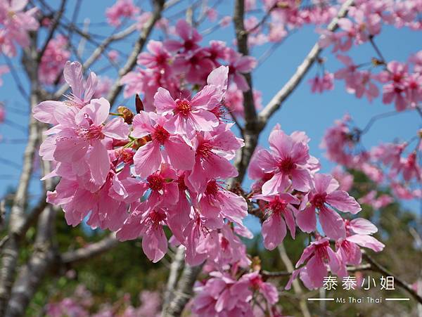 【新竹露營區】第18露・輪園秘境露營區｜櫻花園區露營去！櫻花