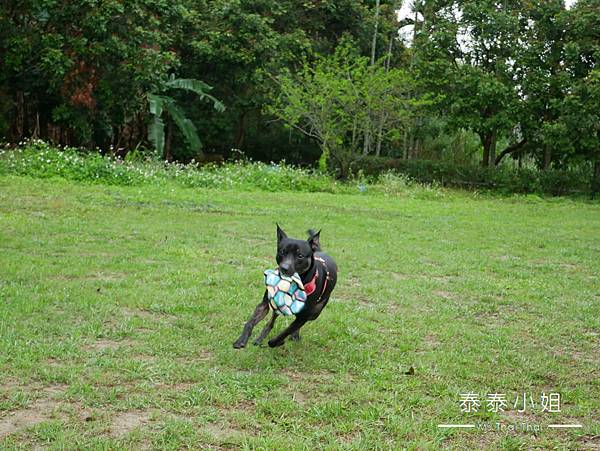 【苗栗露營區】第19露・頭屋粉漾露營區｜明德水庫旁的小清新親