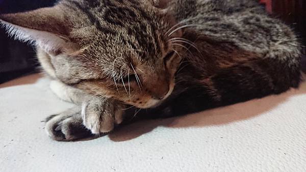 171127-虎記咖啡 (56).JPG