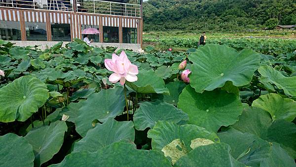 190519-雙溪荷花園 (9).JPG