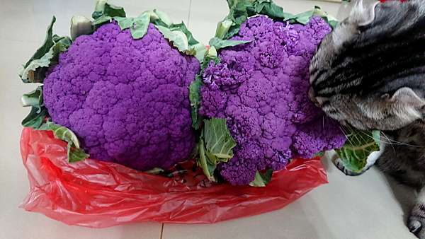 台農一號紫色花椰菜 花青素超多的紫色花椰菜 清炒就能簡單上桌囉 Katty 愛夢幻 Katty 愛夢幻 痞客邦 台農一號紫色花椰菜 花青素超多的紫色花椰菜 清炒就能簡單上桌囉 Katty 愛夢幻 Katty 愛夢幻 痞客邦