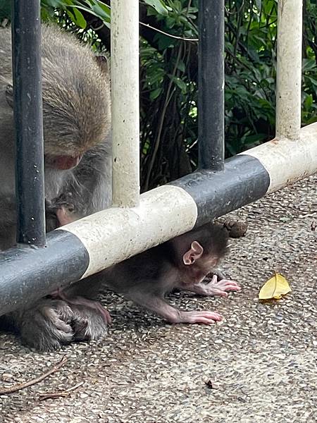 2023年暑假南部六日遊day2~初訪壽山動物園，第一次跟獼