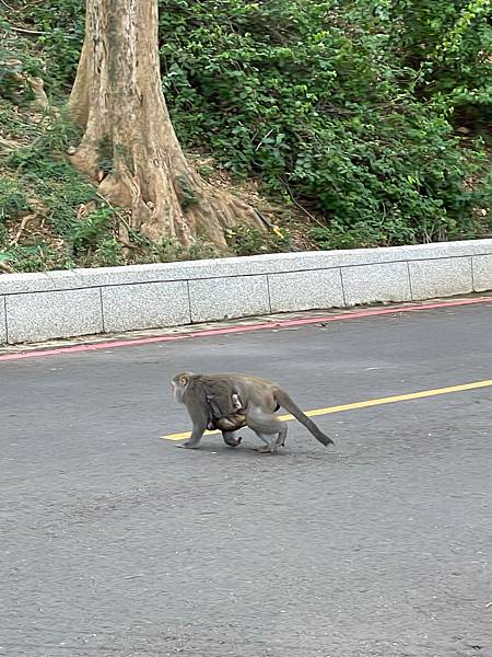 2023年暑假南部六日遊day2~初訪壽山動物園，第一次跟獼