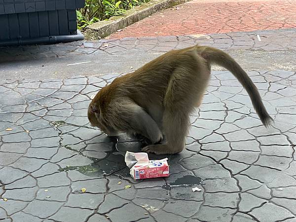 2023年暑假南部六日遊day2~初訪壽山動物園，第一次跟獼