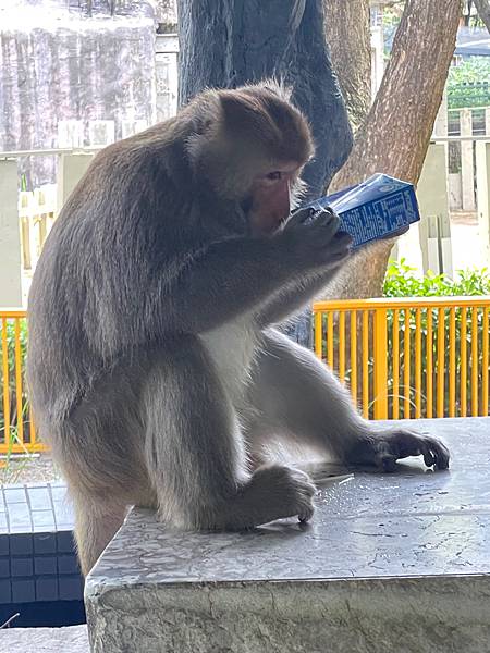 2023年暑假南部六日遊day2~初訪壽山動物園，第一次跟獼