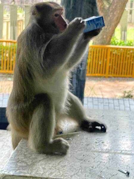 2023年暑假南部六日遊day2~初訪壽山動物園，第一次跟獼